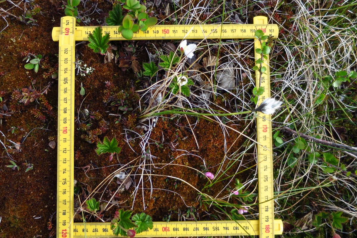 turf sampling, Storflaket, Sweden.JPG