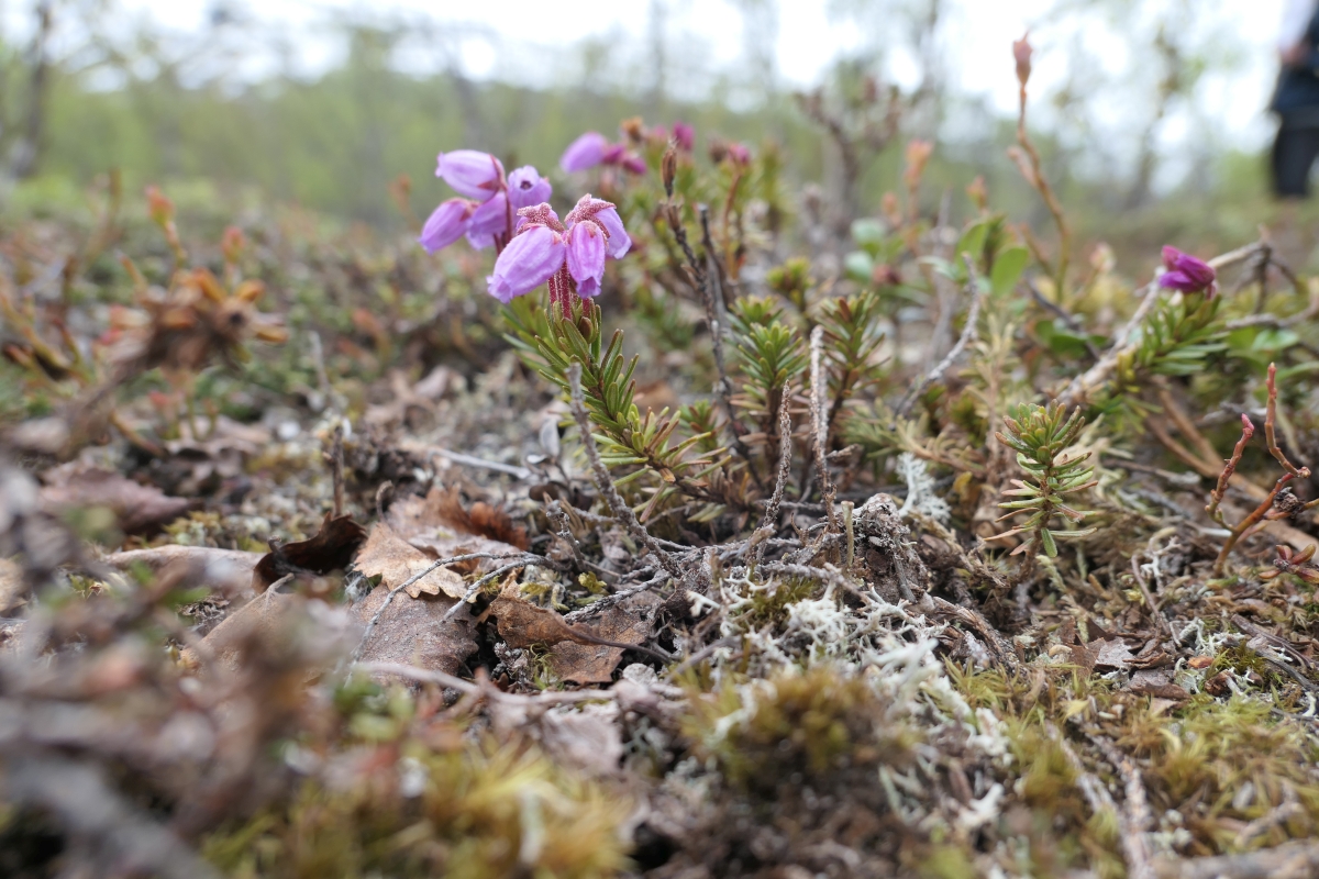 Phyllodoce caerulea