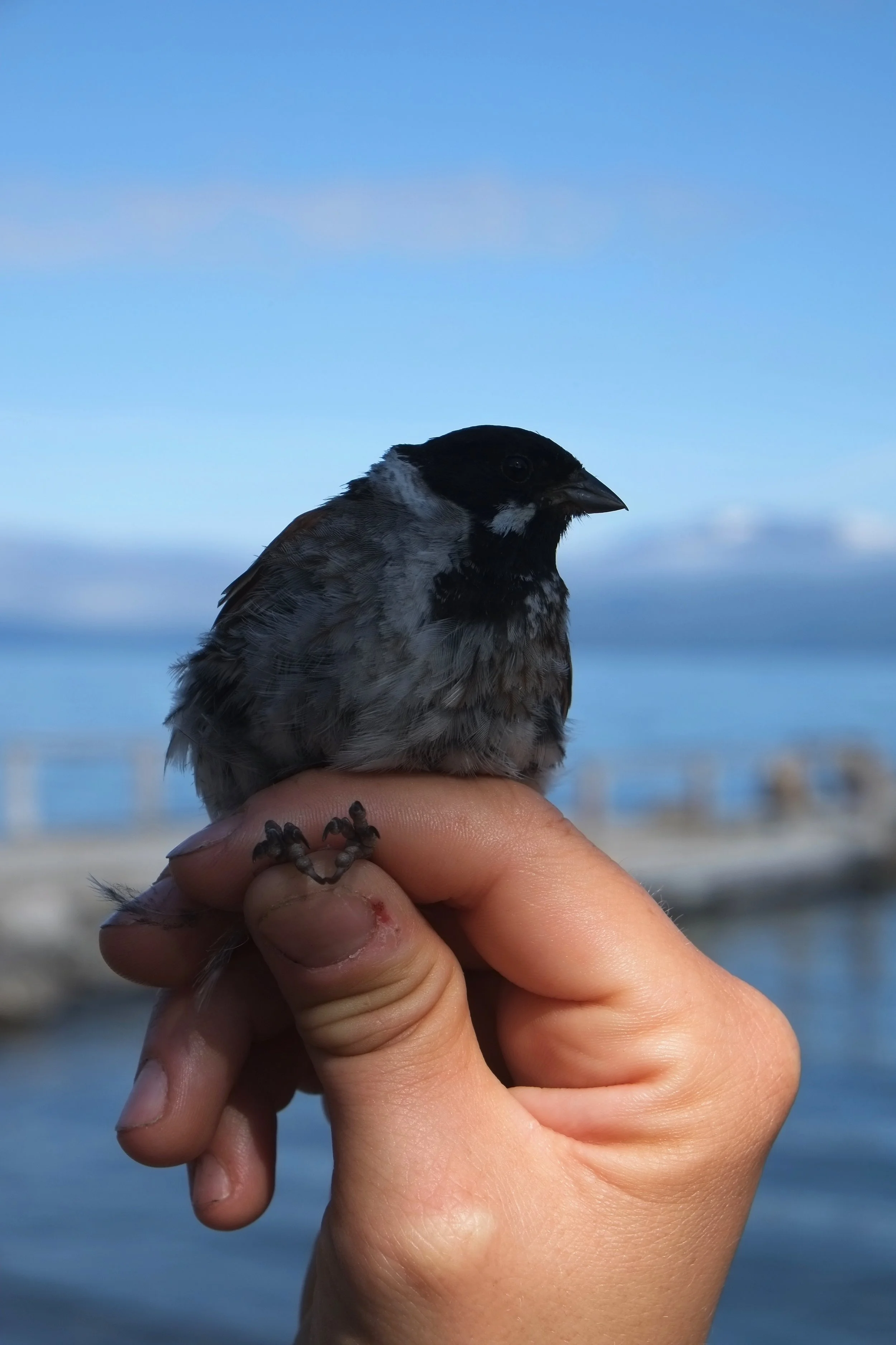 DSCF9617.jpg