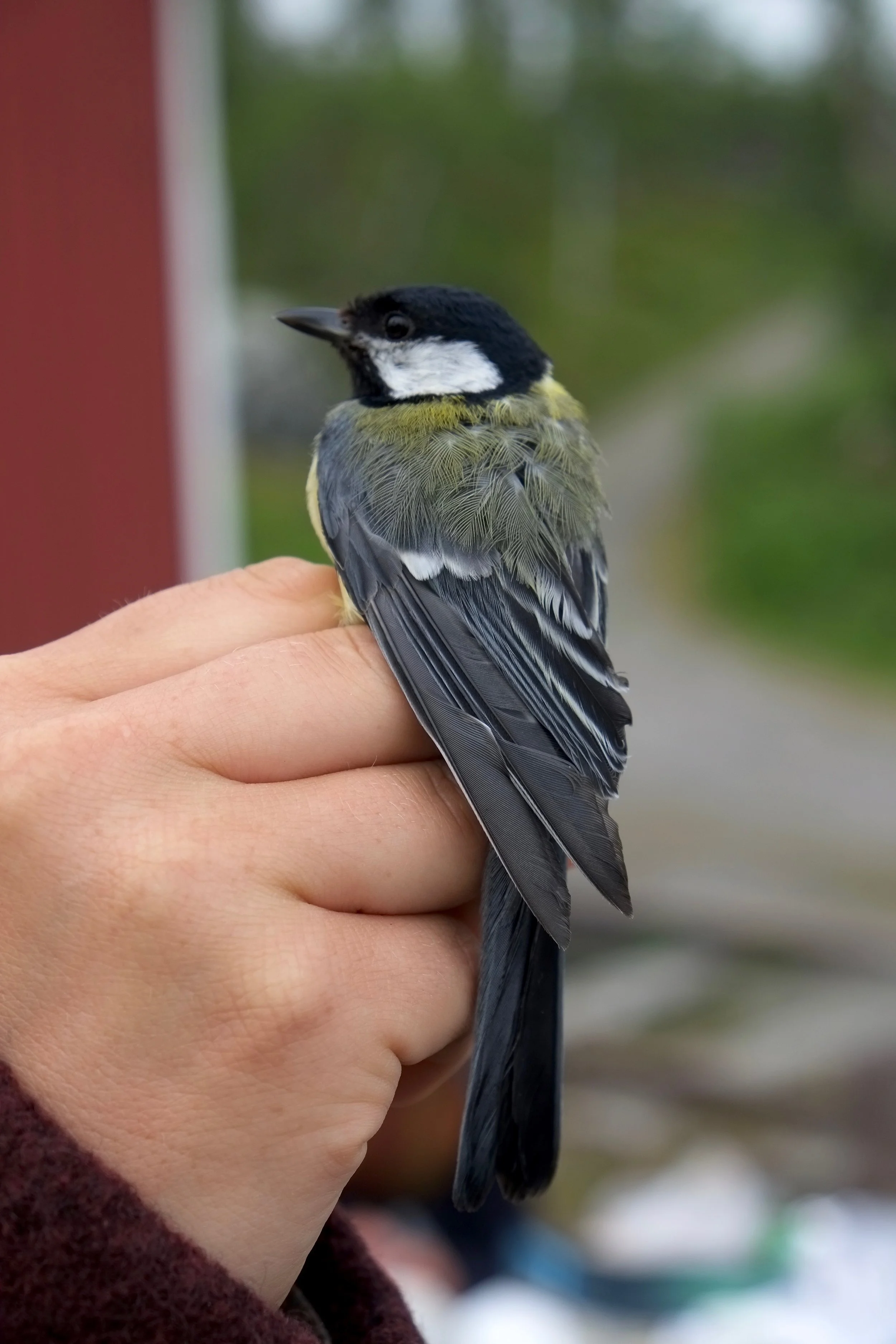 DSCF9557.jpg