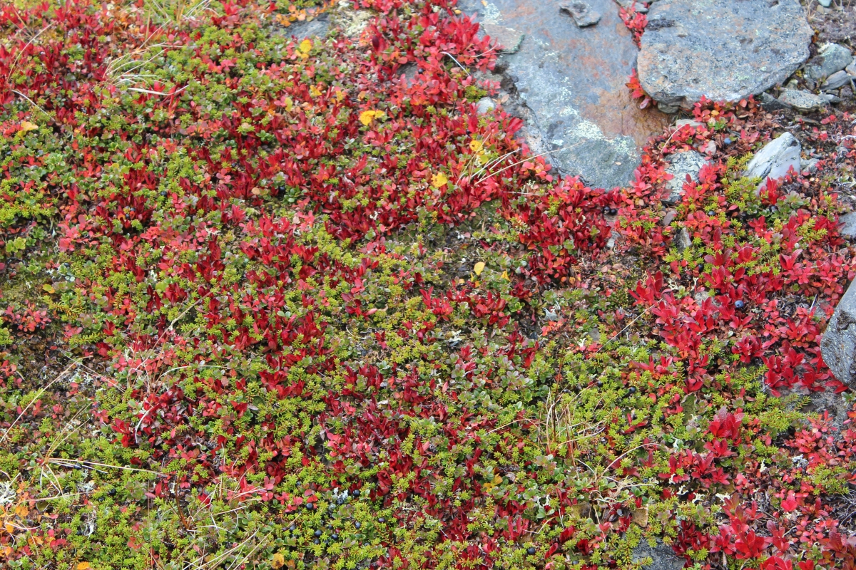 Arctostaphylos alpinus autumn colours 1200x800.jpg