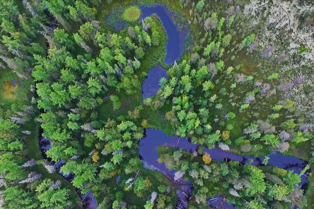 Western Siberia forest patch in a permafrost landscape 1200x800.jpg