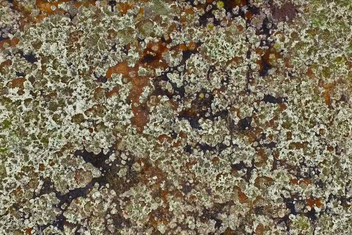 Western Siberia sphagnum in a permafrost landscape 1200x800.jpg