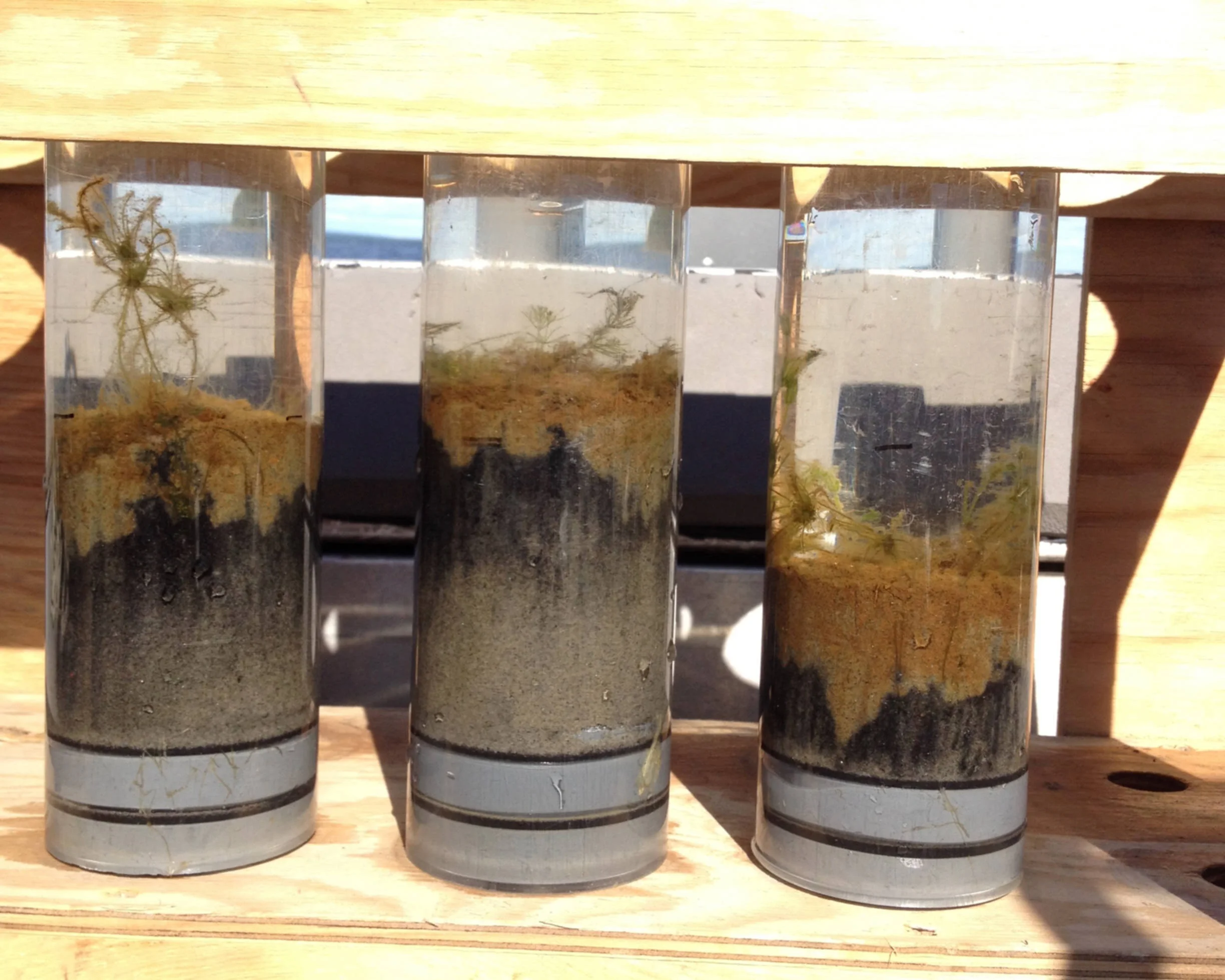 Coastal Benthic Algae