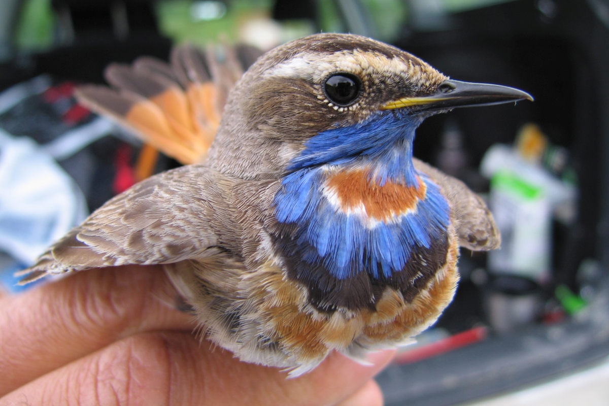Bluethroat male in the hand taken by Sieglinde Kundisch.jpg