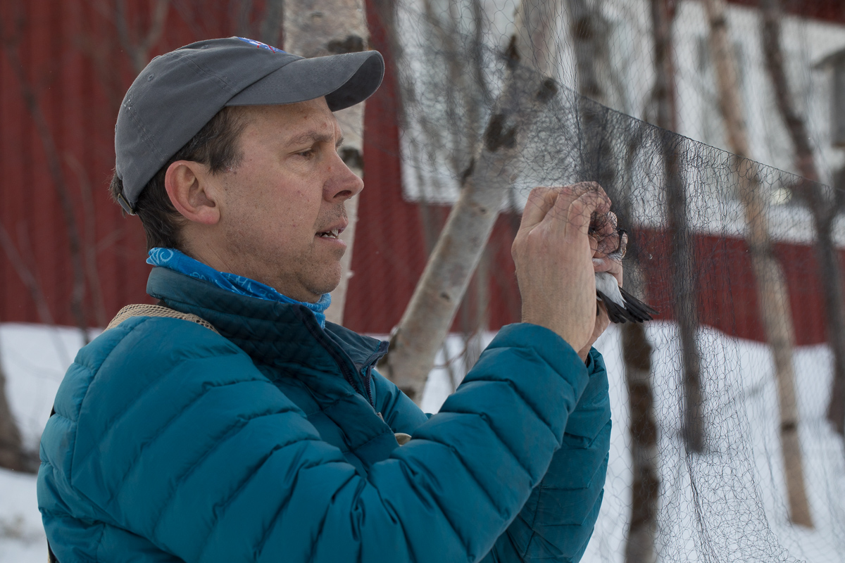 Keith Larson extracting snow bunting taken by Oliver Wright.jpg