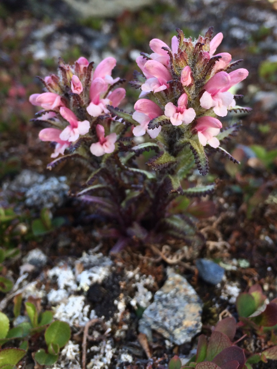 Pedicularis hirsuta 900x1200.jpg
