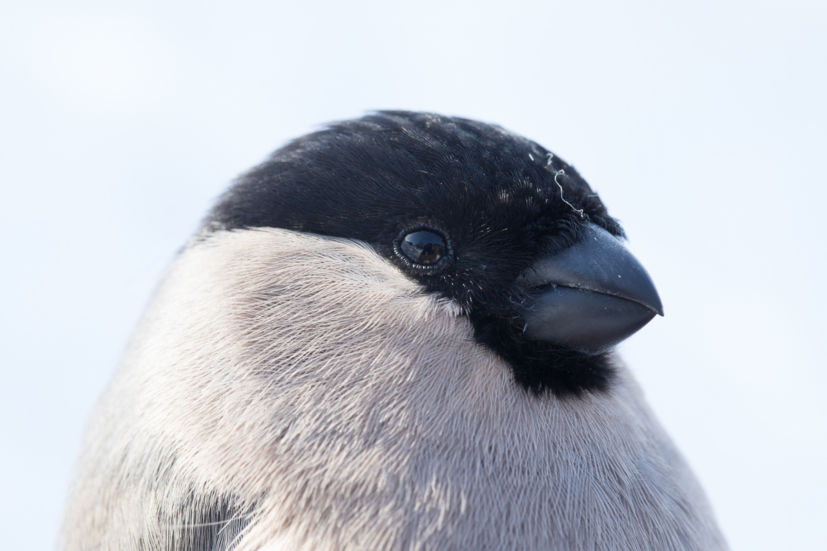 Female Bullfinch taken by Oliver Wright.jpg