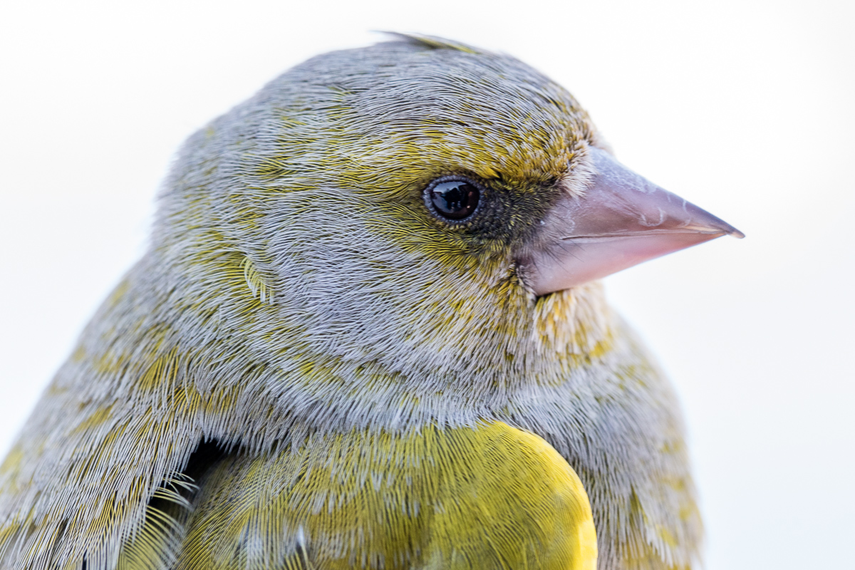 Greenfinch taken by Oliver Wright 2.jpg