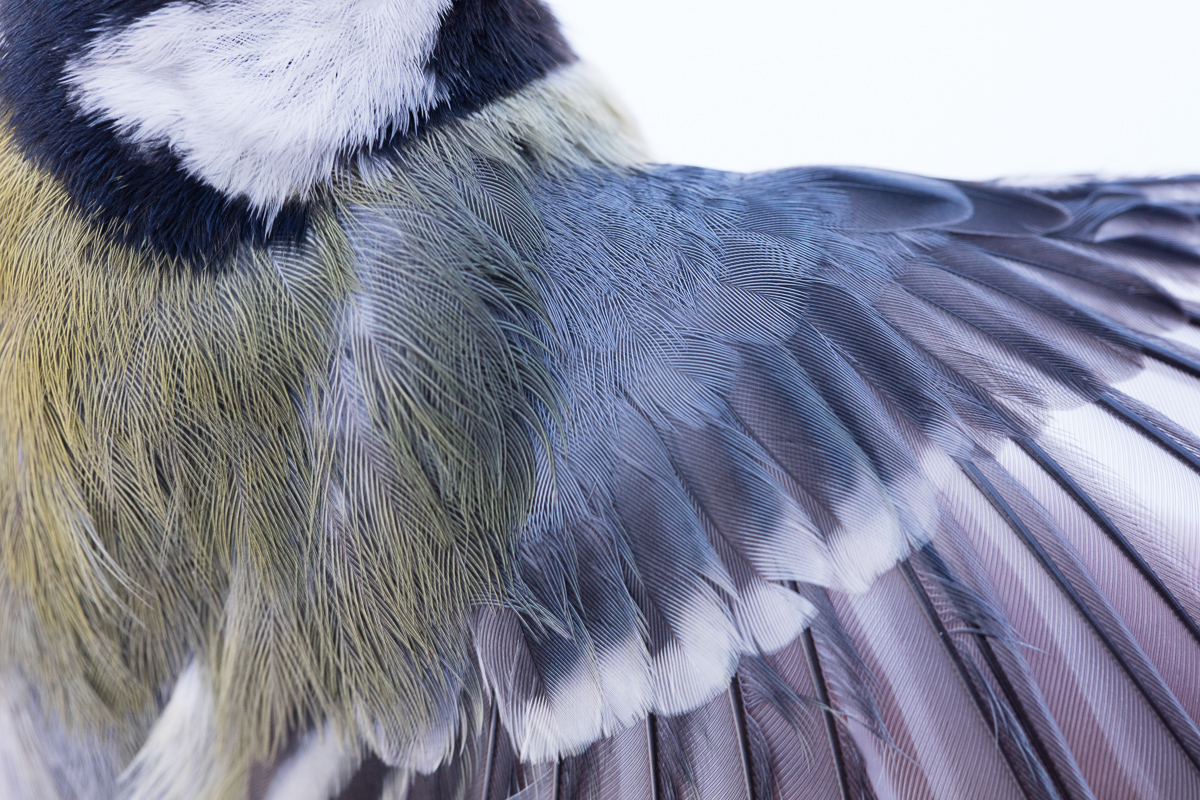 Great tit taken by Oliver Wright.jpg