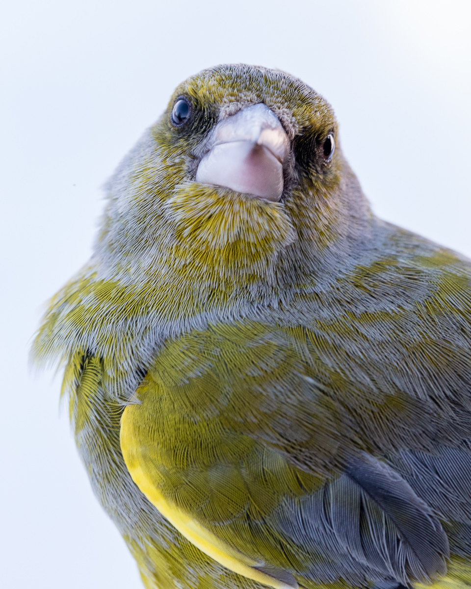 Greenfinch taken by Oliver Wright 3.jpg