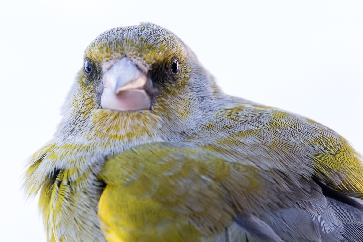 Greenfinch taken by Oliver Wright 4.jpg