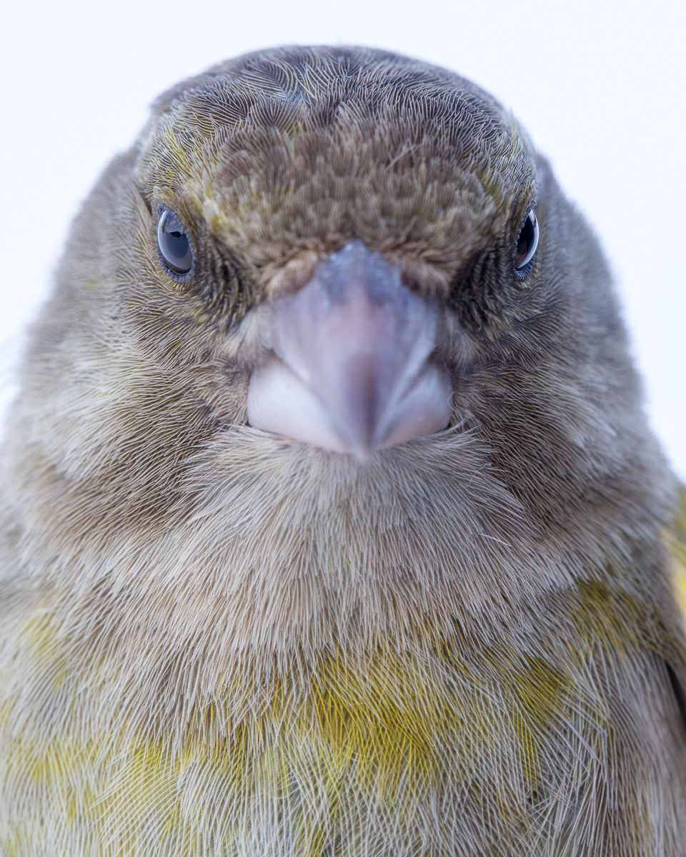 Greenfinch taken by Oliver Wright 5.jpg