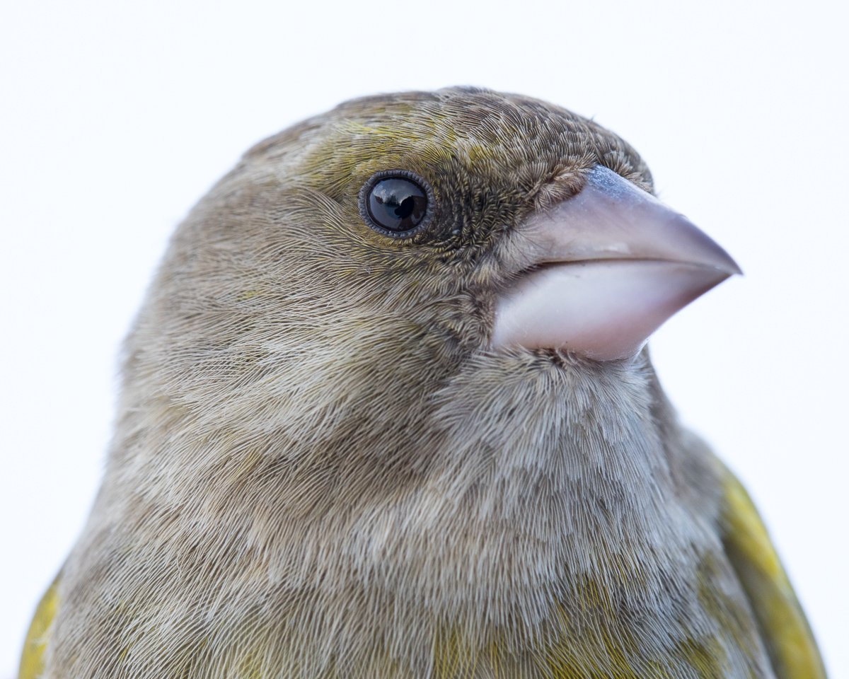 Greenfinch taken by Oliver Wright 6.jpg