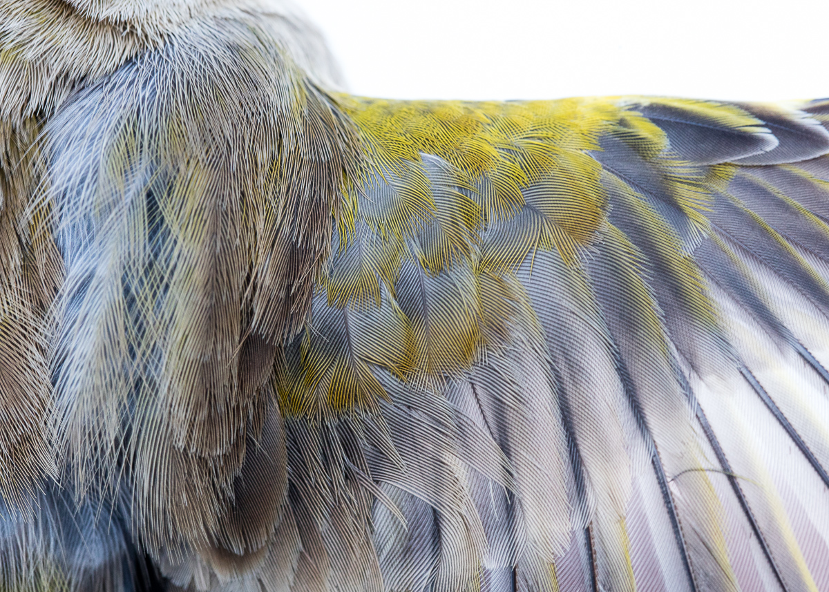 Greenfinch wing taken by Oliver Wright.jpg