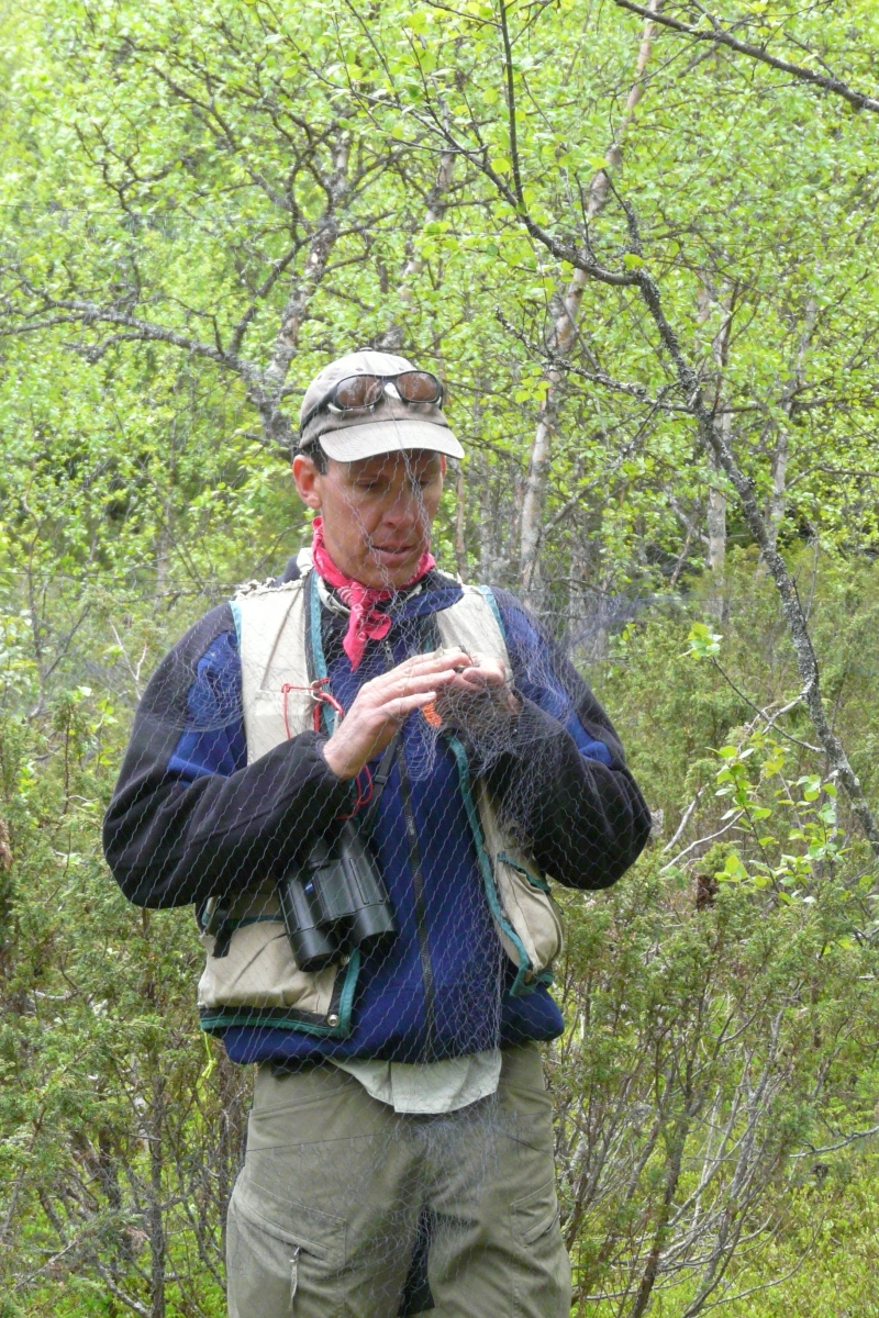 Keith Larson extracting willow warbler taken by Sieglinde Kundisch.jpg