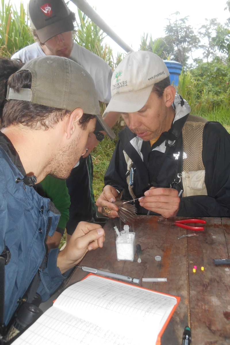 Keith Larson taken blood samples from Swainsons thrush in Ecuador 2014 taken by Len Reitsma.jpg