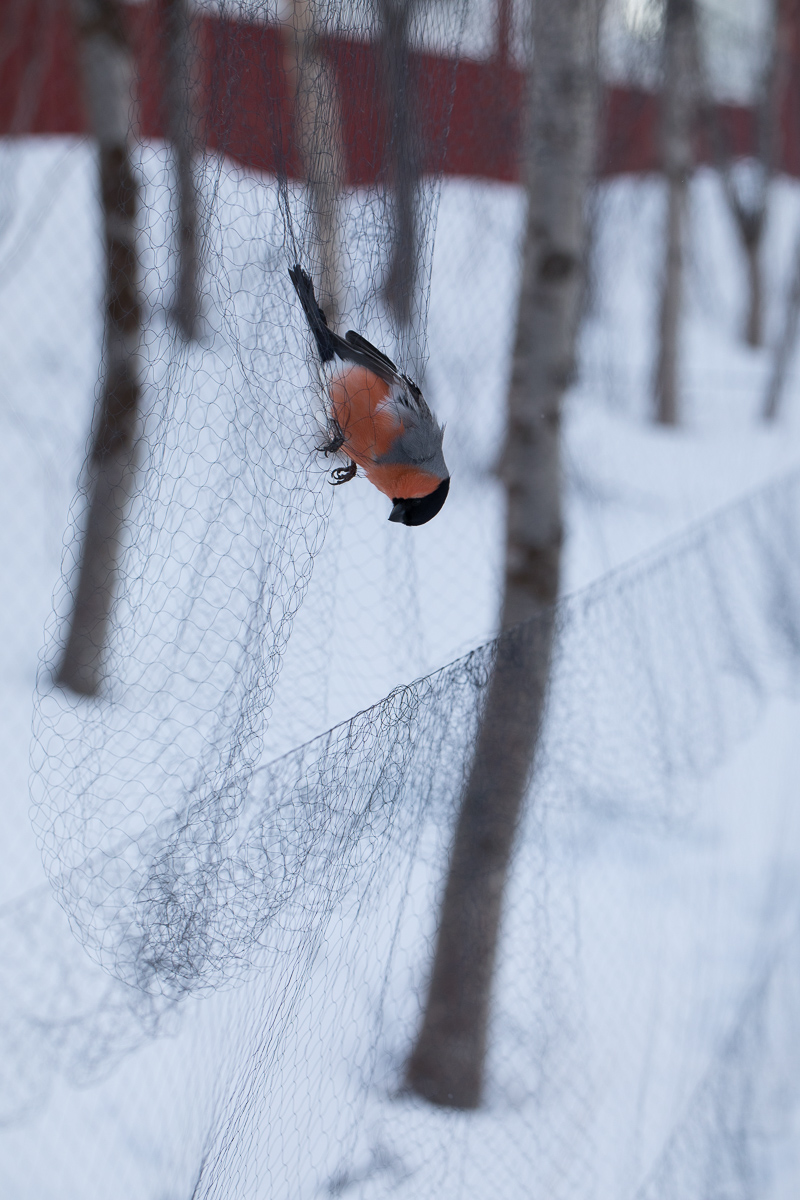 Male Bullfinch in the net taken by Oliver Wright.jpg