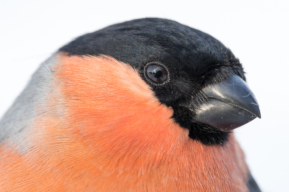 Male Bullfinch taken by Oliver Wright 2.jpg