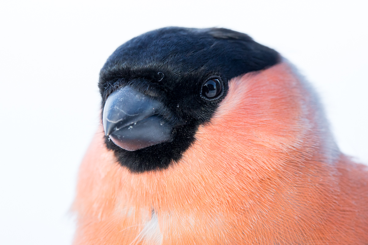 Male Bullfinch taken by Oliver Wright.jpg