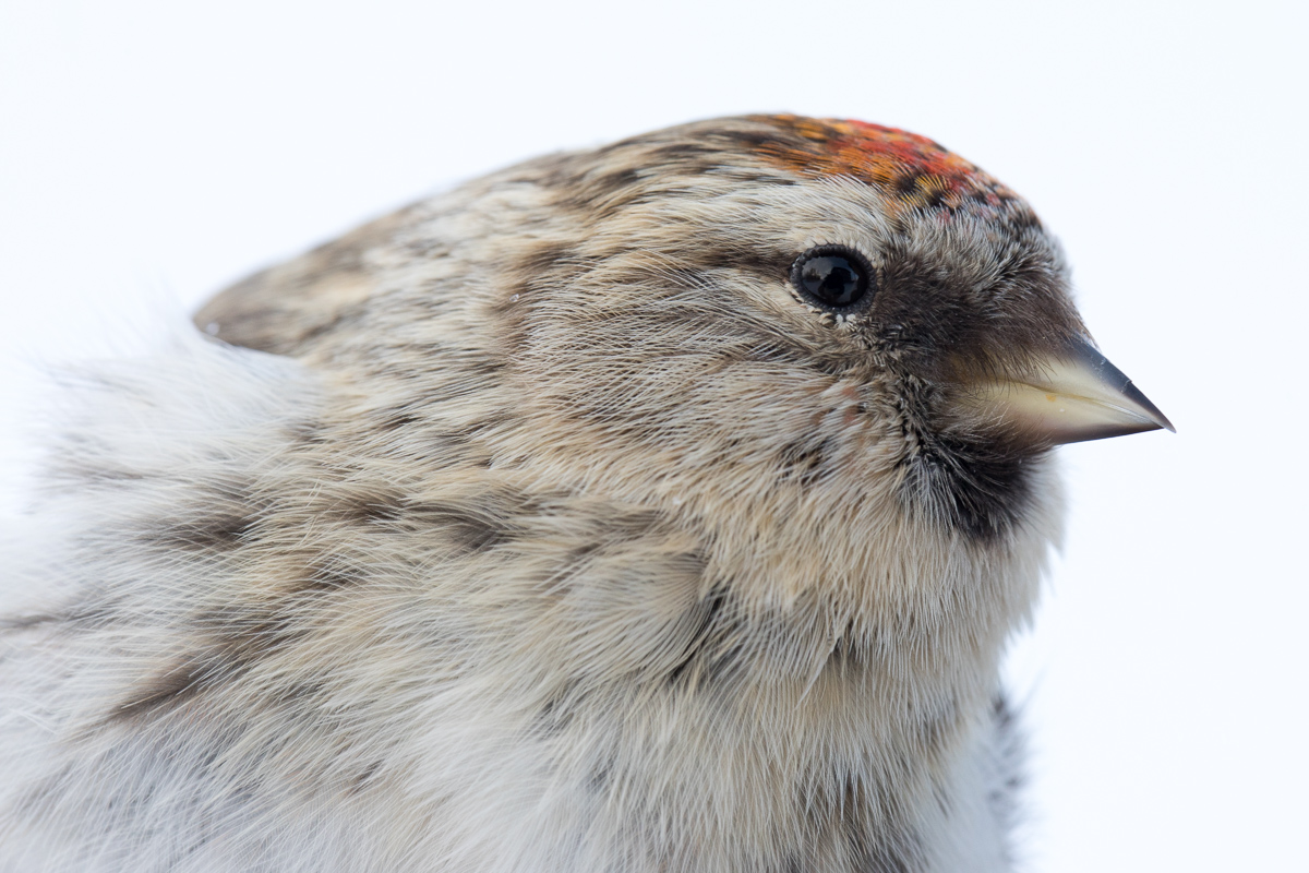Redpoll taken by Oliver Wright 4.jpg