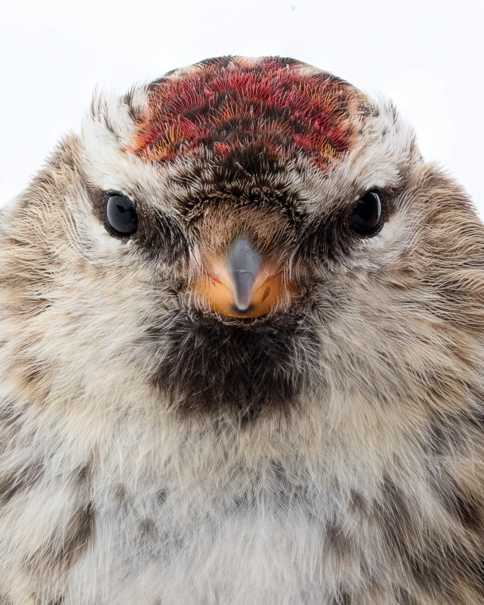 Redpoll taken by Oliver Wright.jpg