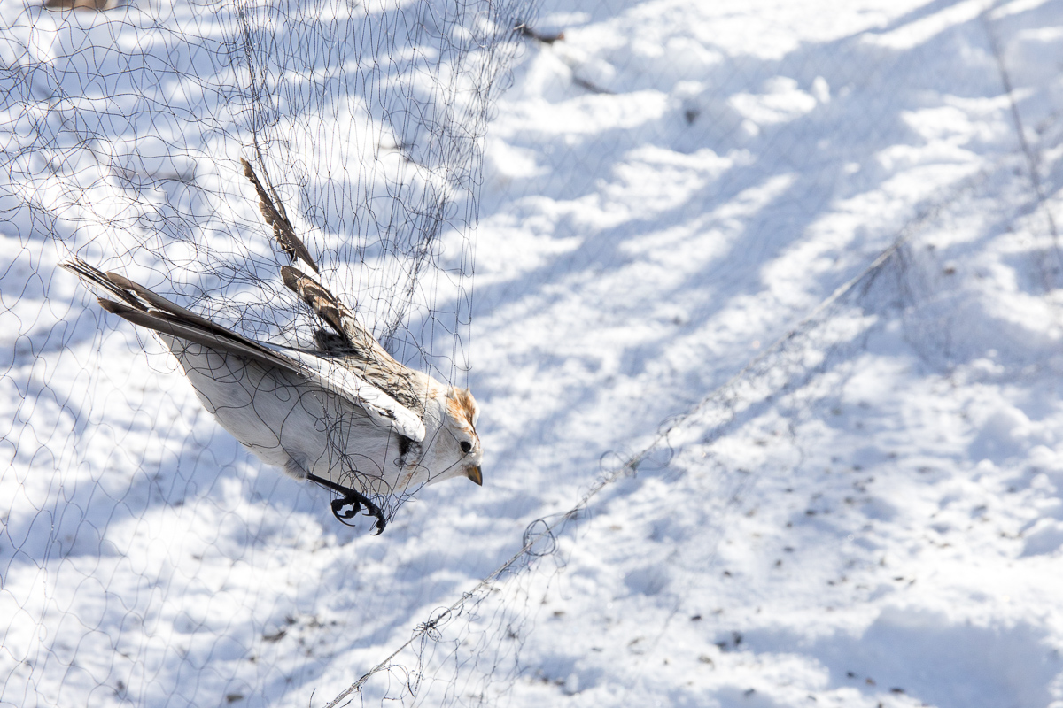 Snow bunting in the net taken by Oliver Wright.jpg