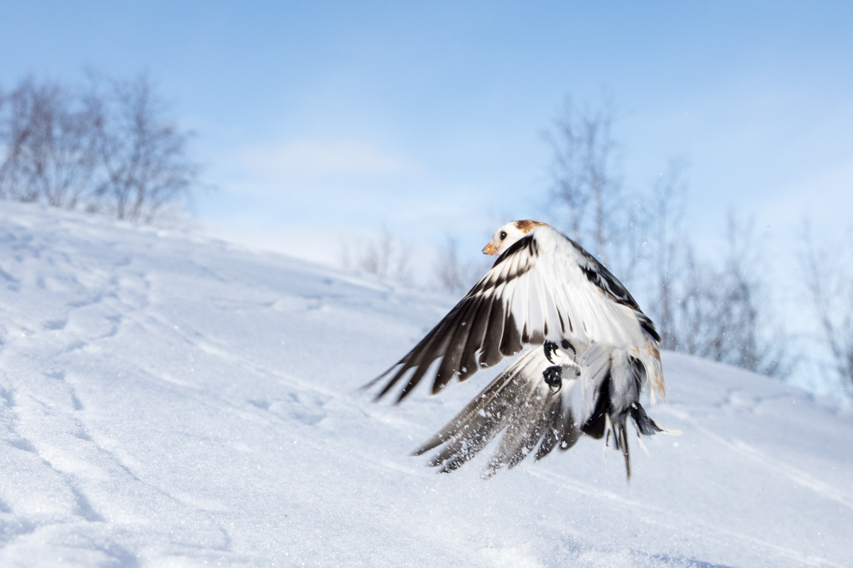 Snow bunting flying away taken by Oliver Wright.jpg