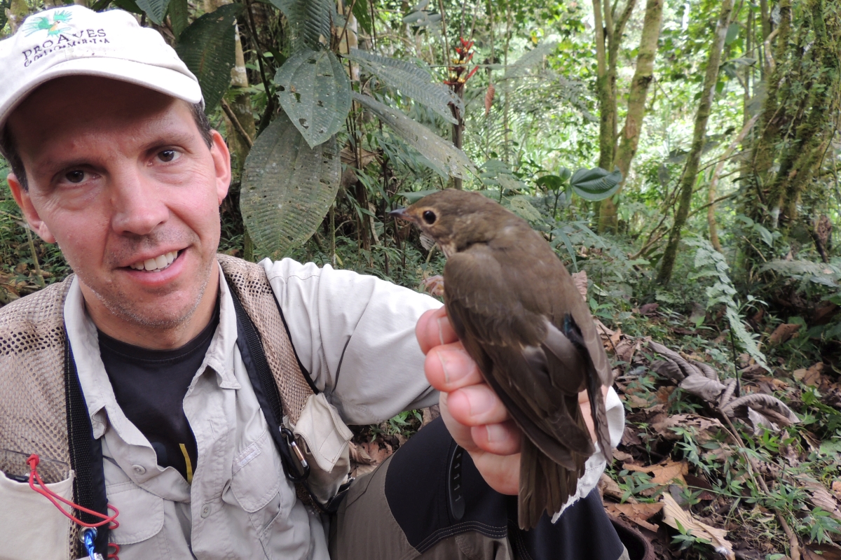 SWTH first geolocator Ecuador 2013 taken by Joseph Smith.jpg