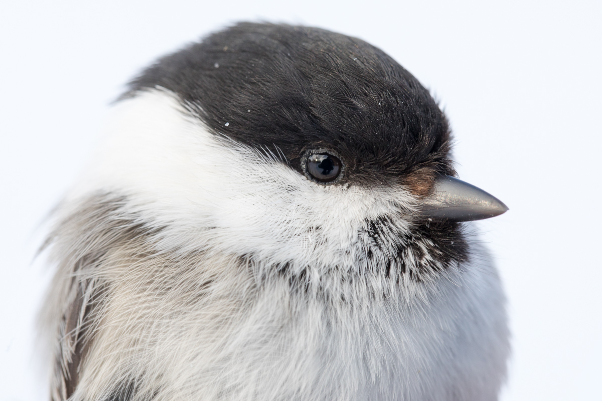 Willow tit taken by Oliver Wright 2.jpg