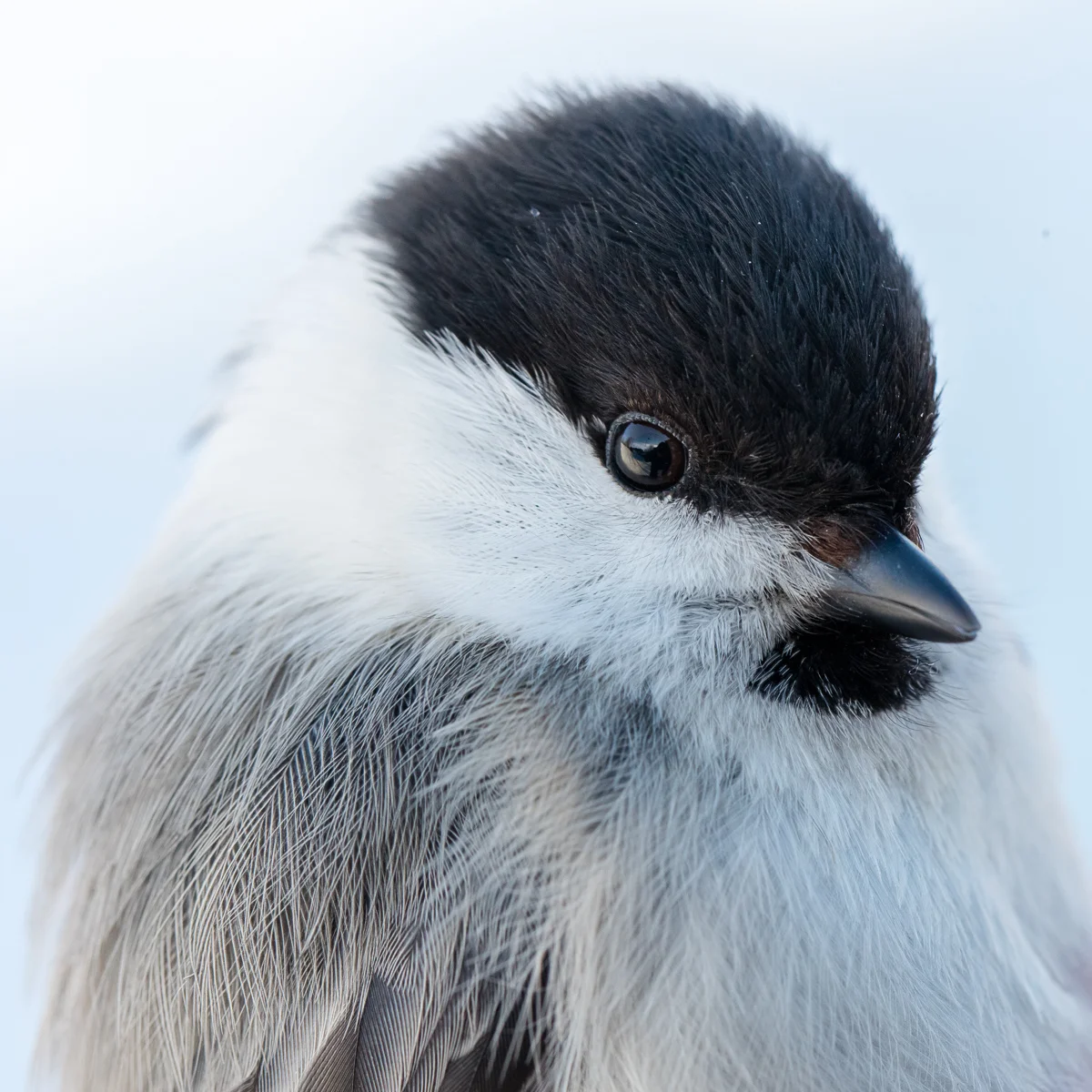 Willow tit taken by Oliver Wright.jpg