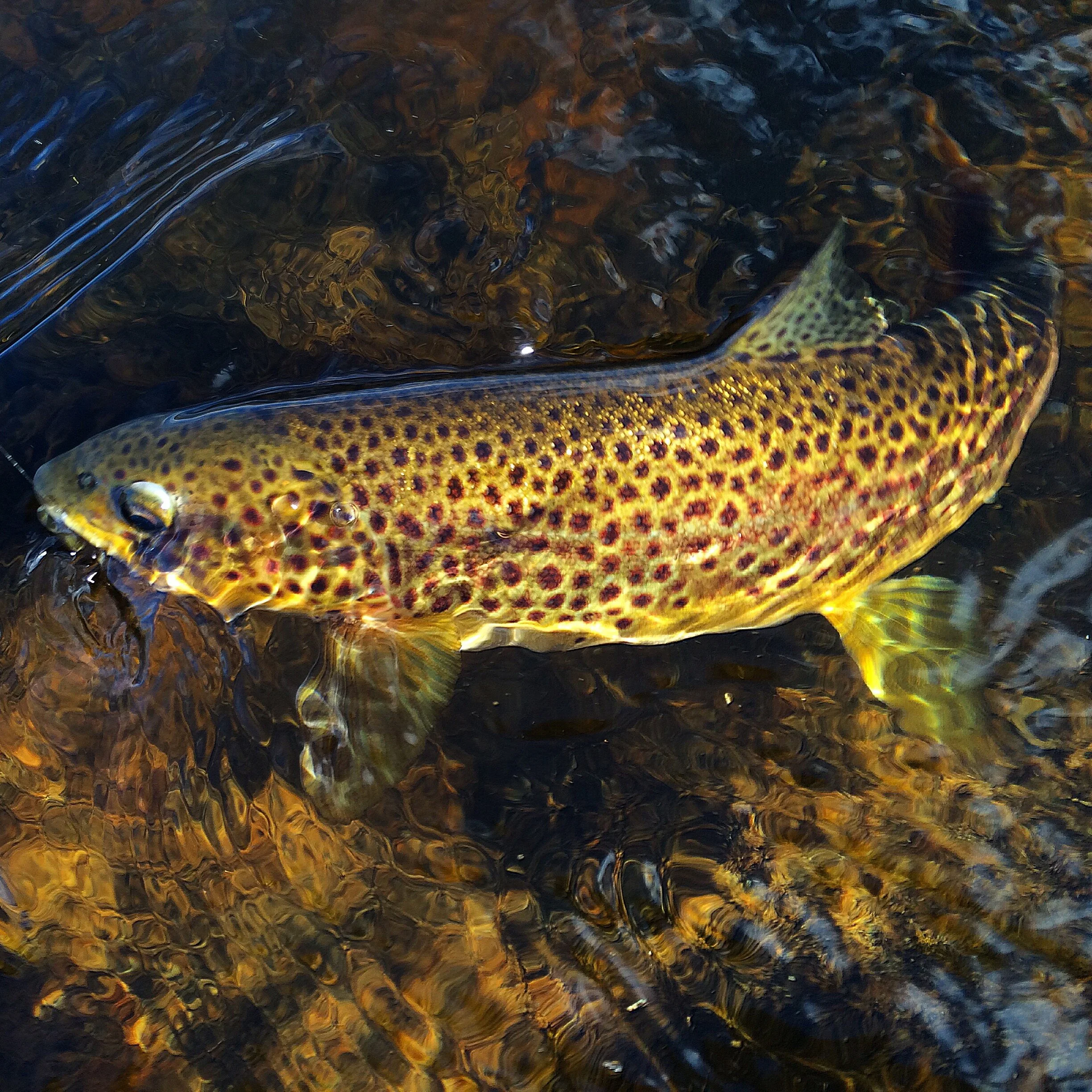 Big or small fish for harvesting? Effects of ontogenetic habitat shifts and bottlenecks in recruitment