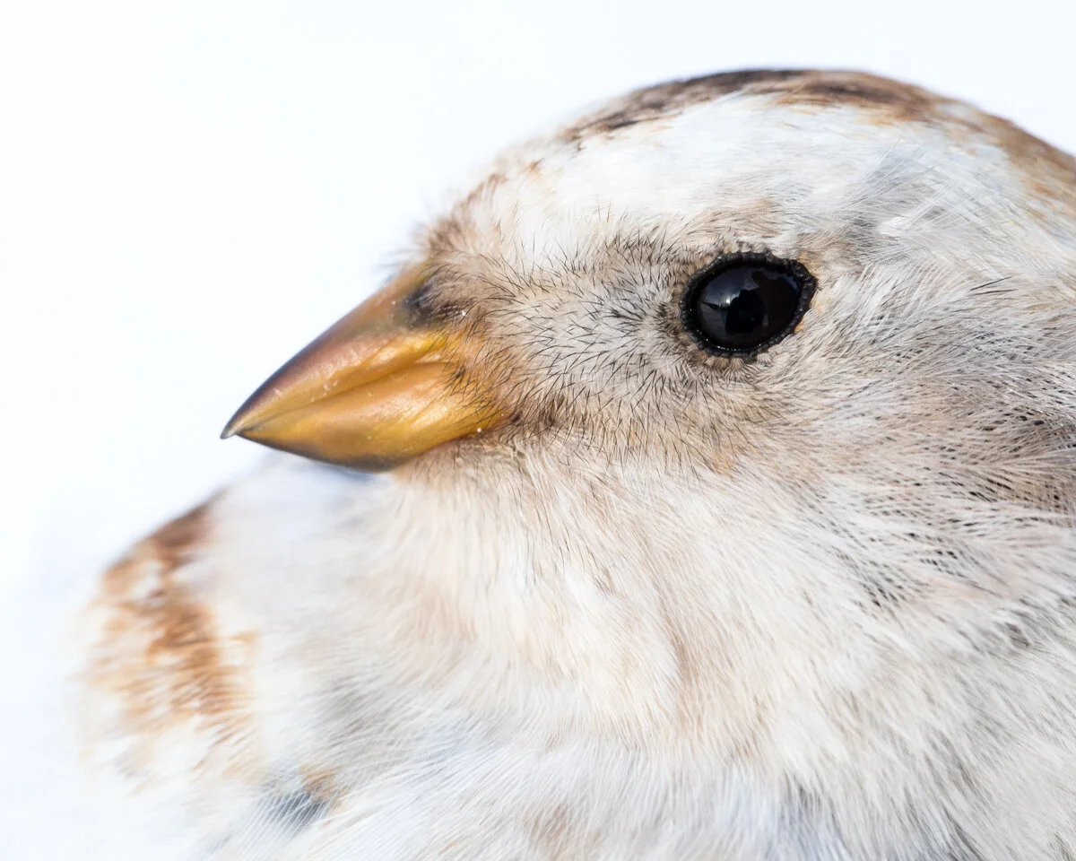 Record numbers of snow bunting seen in winter 2019/20