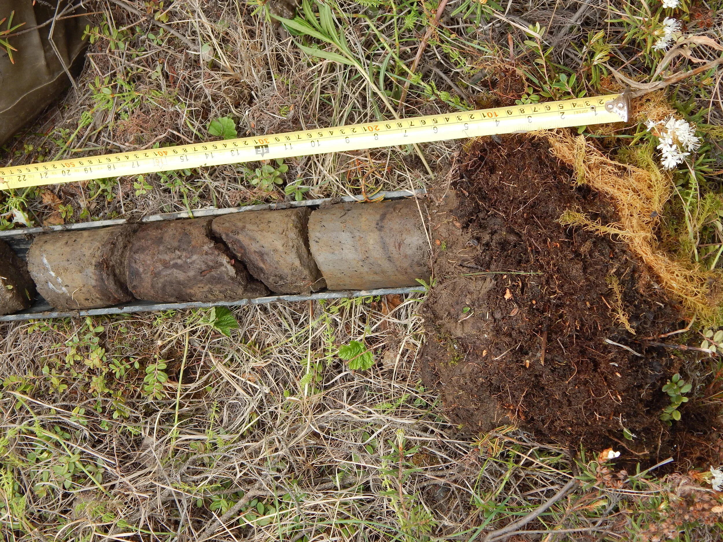 How microbes control carbon and nitrogen cycling in Yedoma Permafrost