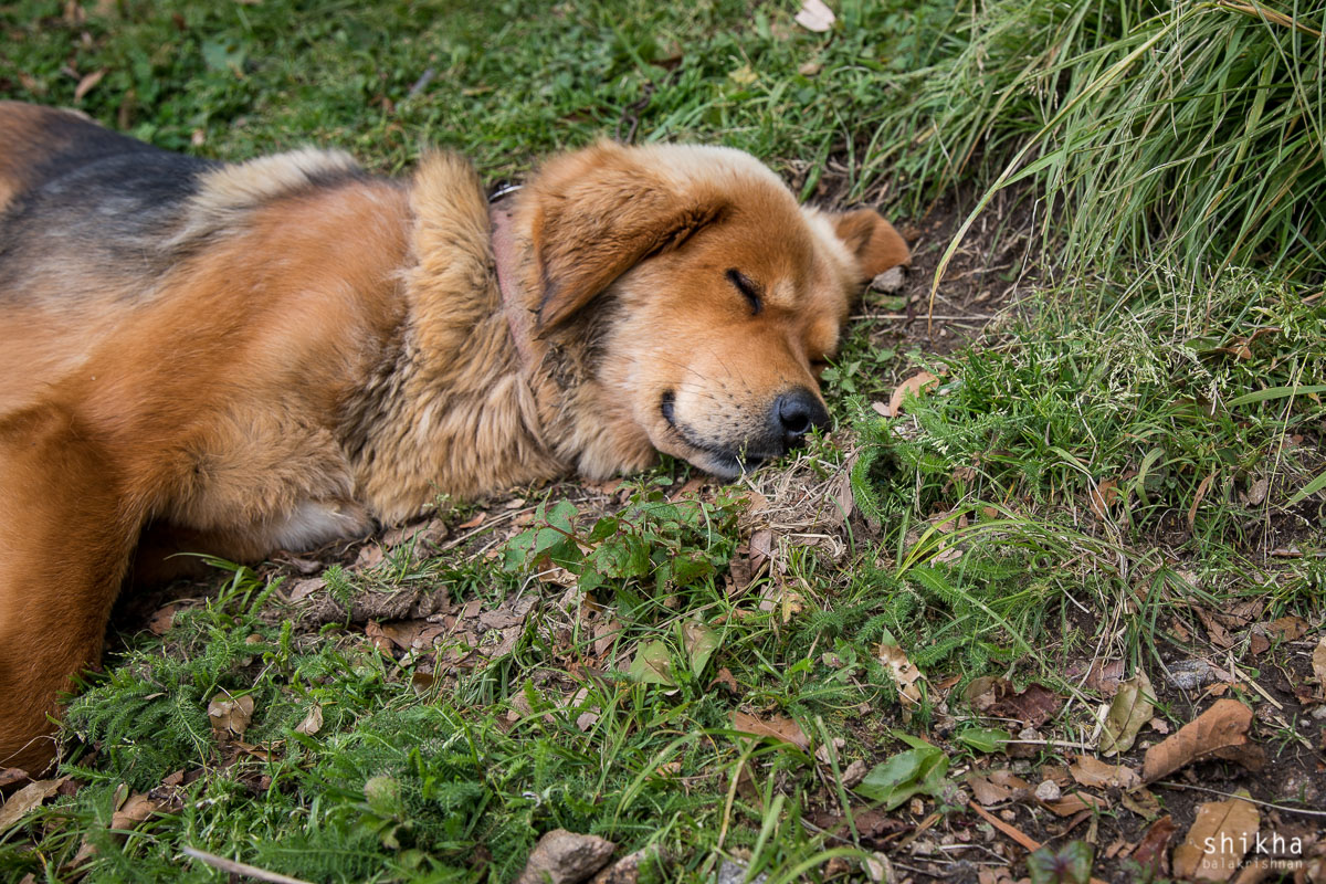 IMG_1619.jpg