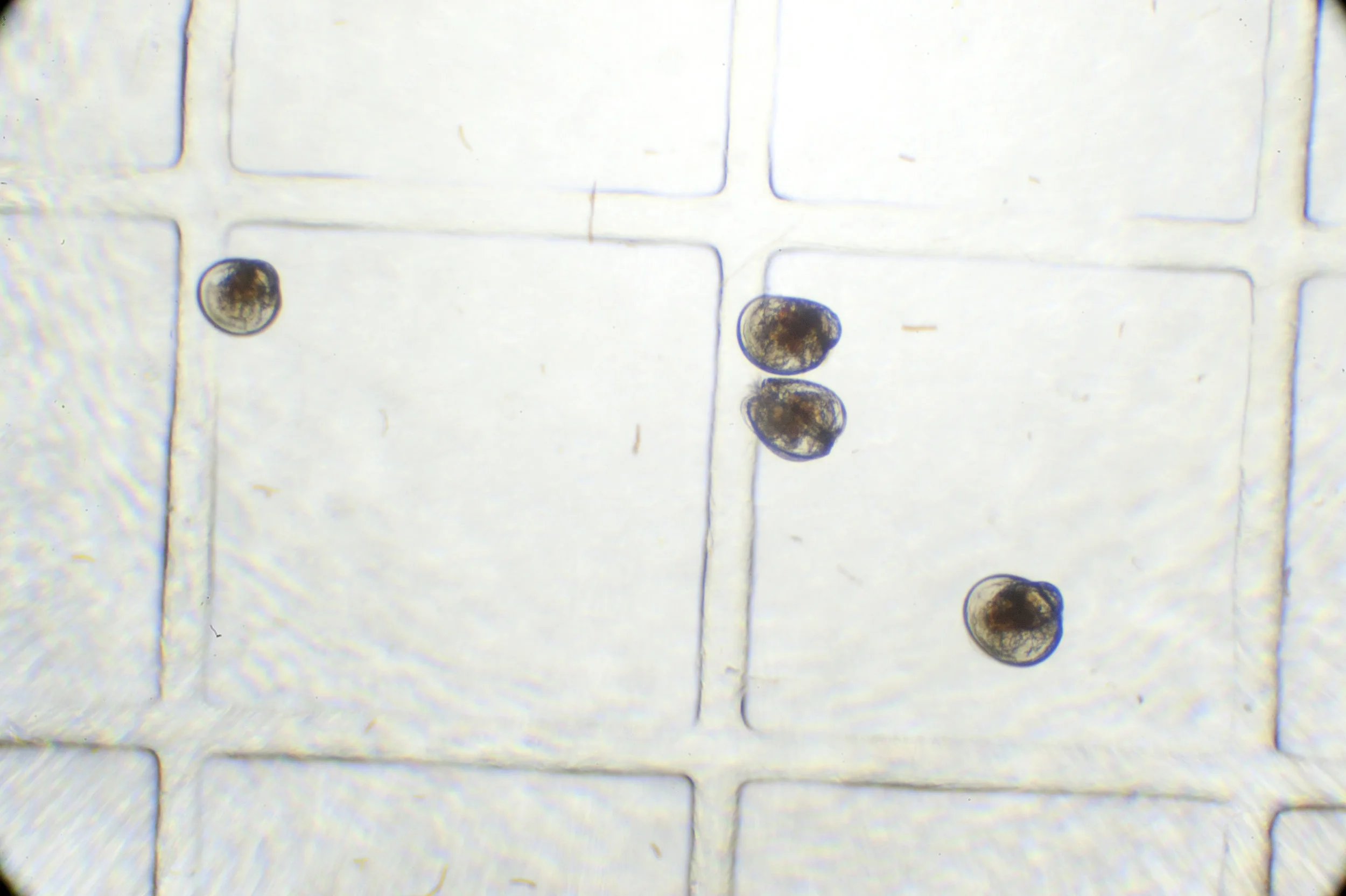 Oyster larvae magnified under a microscope.