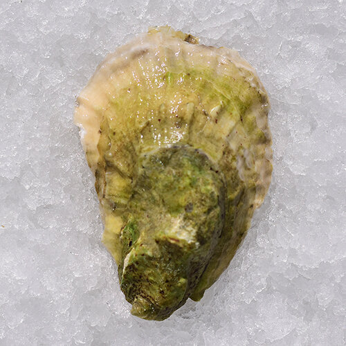 mystic oyster back shell.jpg