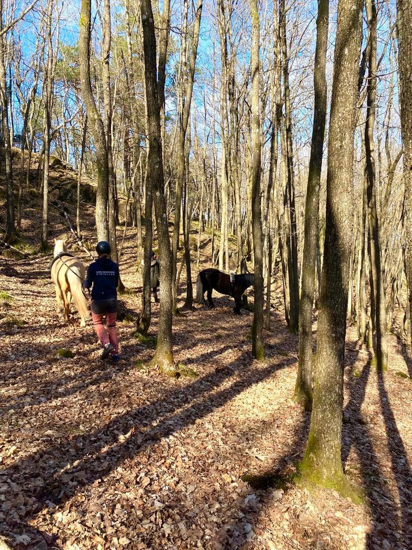 Tømmekjøring i skog.jpg