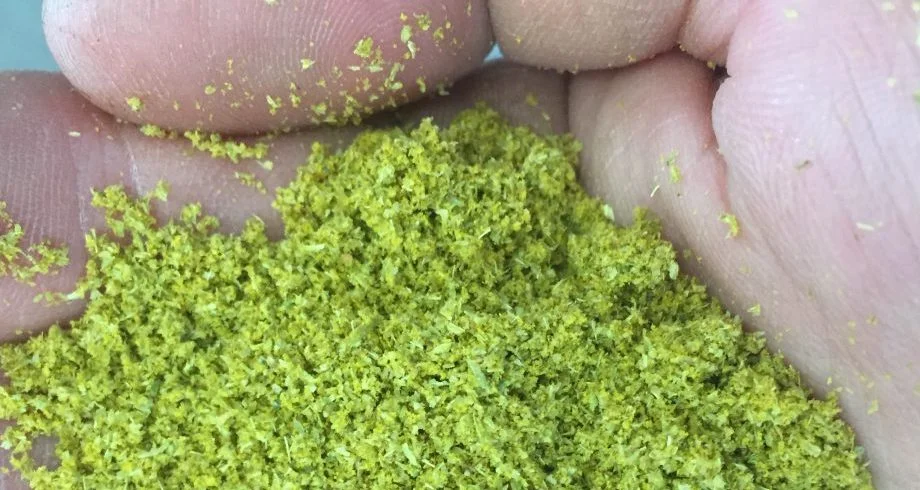 Lupulin Powder--the Next Big Thing?