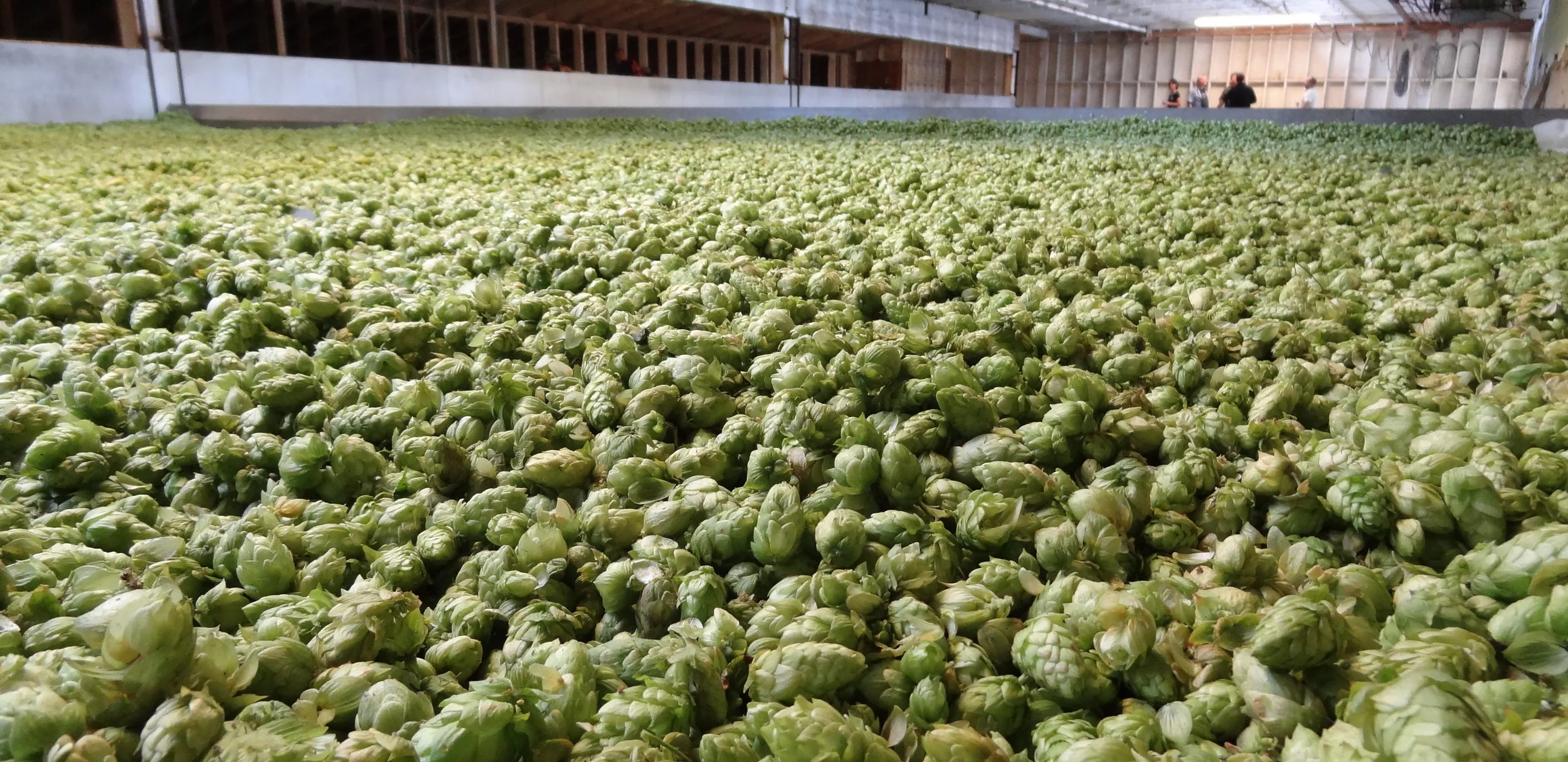 The Riddle of Bitterness