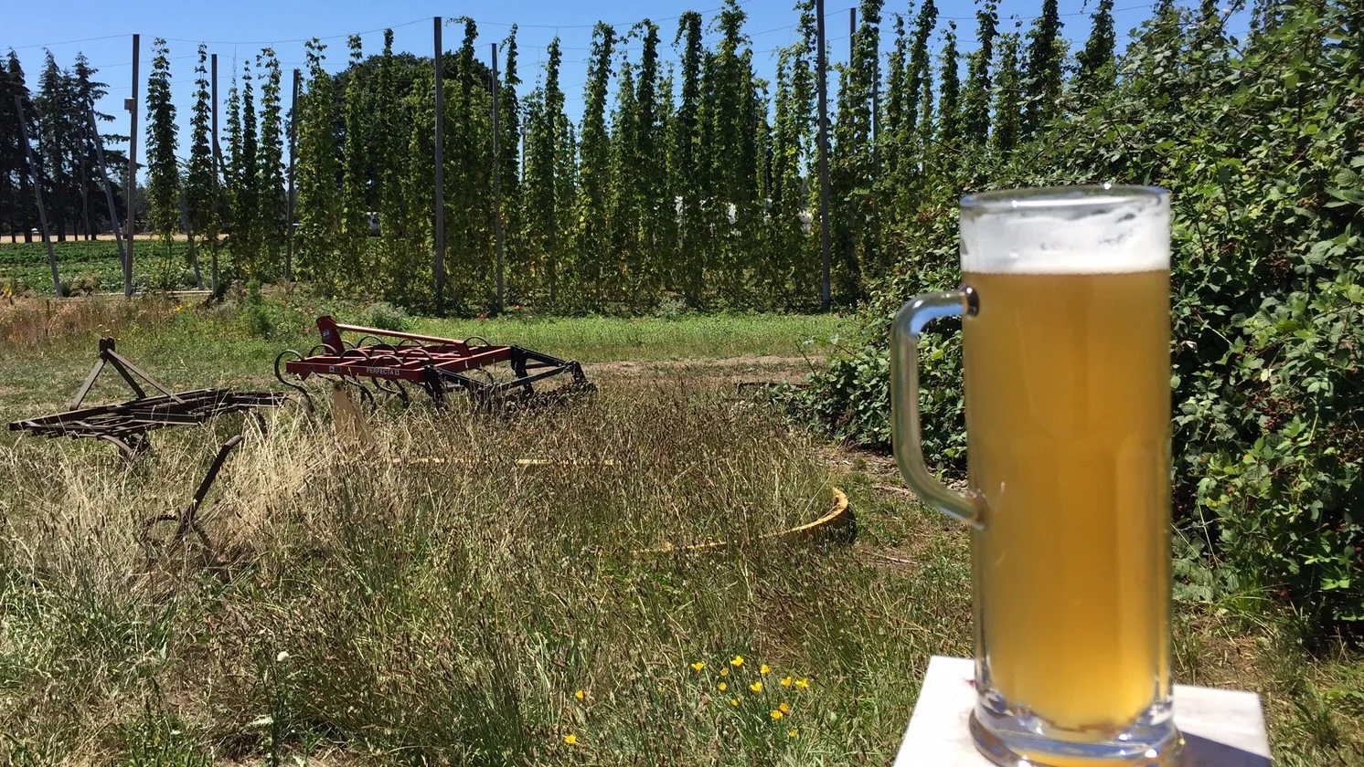 The hop fields just outside Agrarian Brewing.
