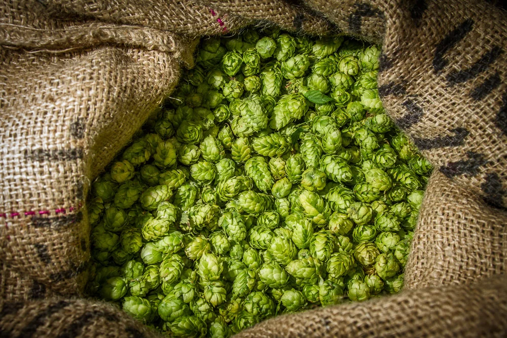 They're Called "Fresh Hop" Beers