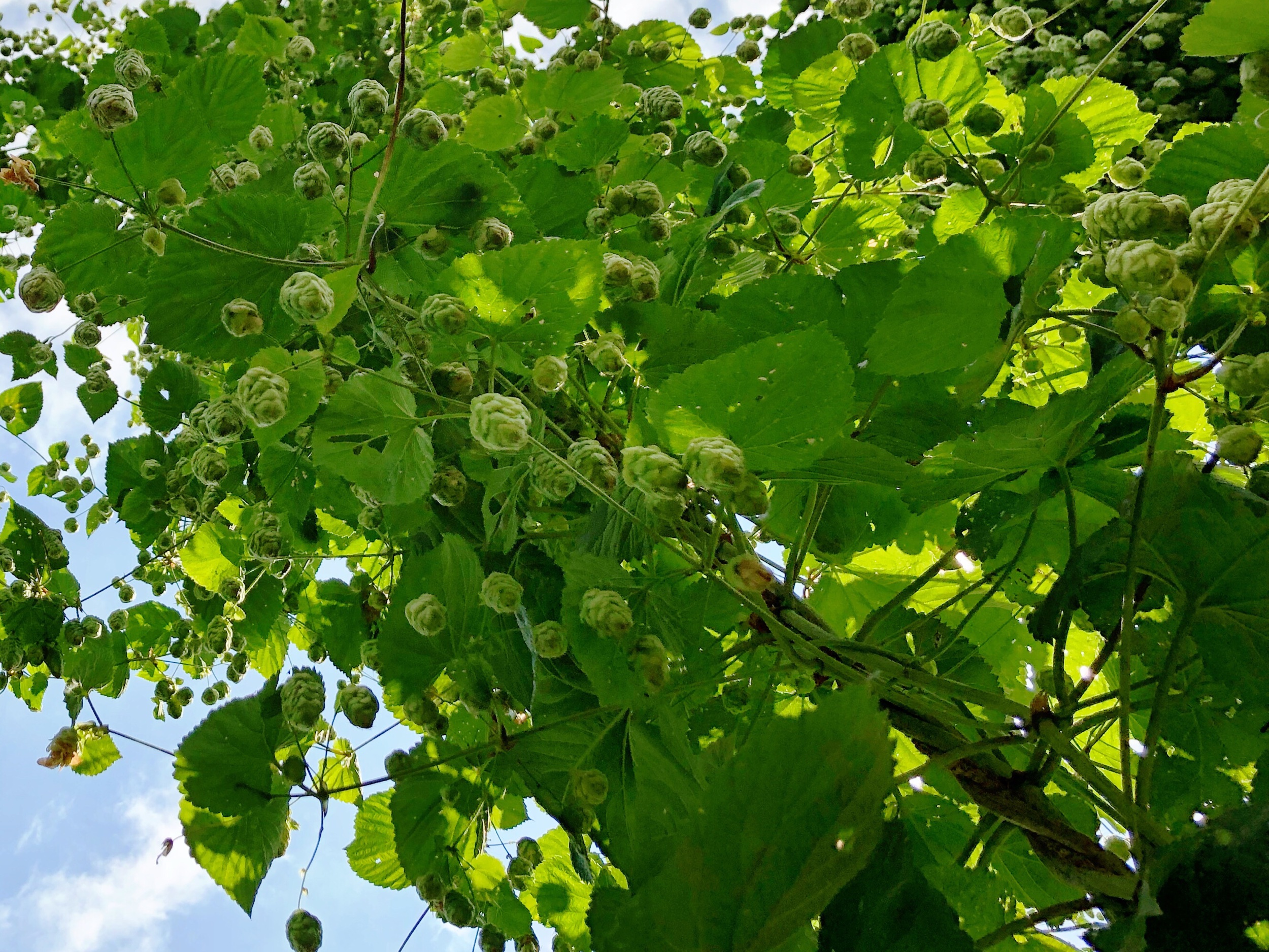 But Does It Taste Good?