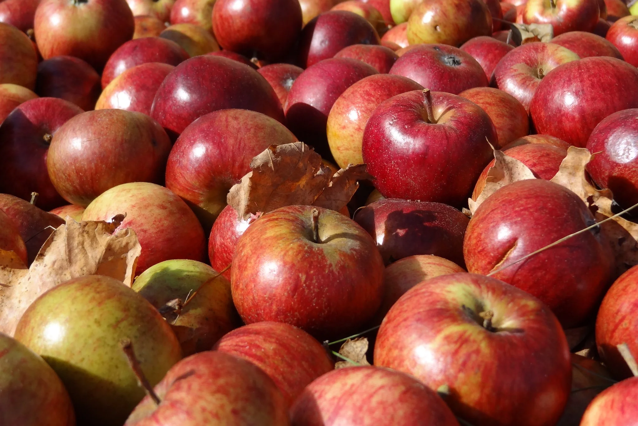 Apple Juice Concentrate and Cider