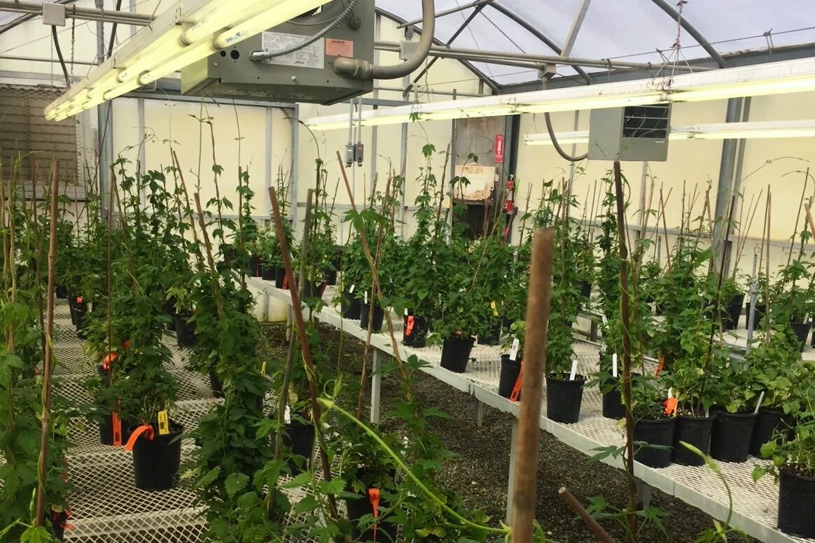 How a Hop Earns Its Name