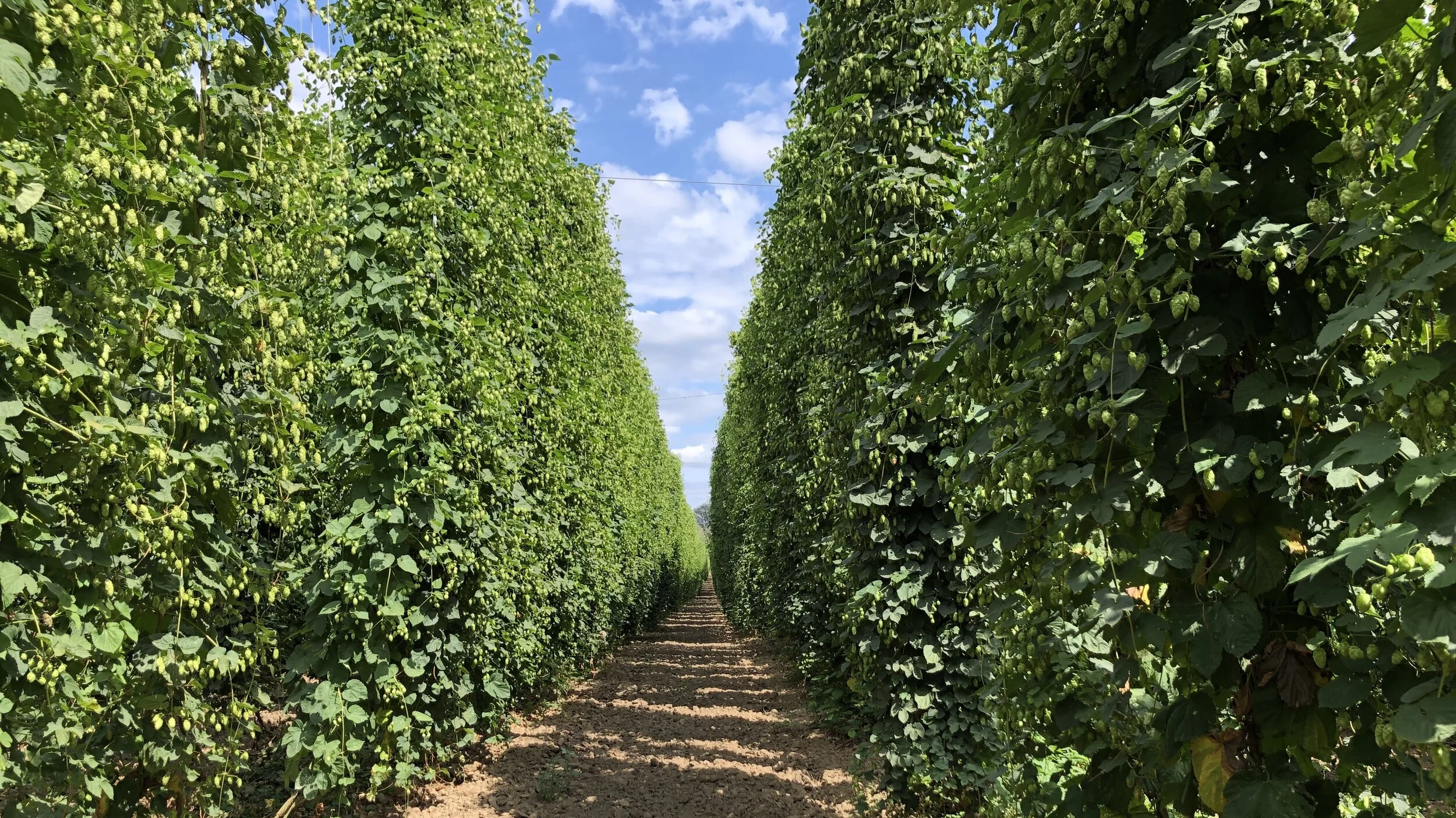 The Age of Hops, IBU Edition