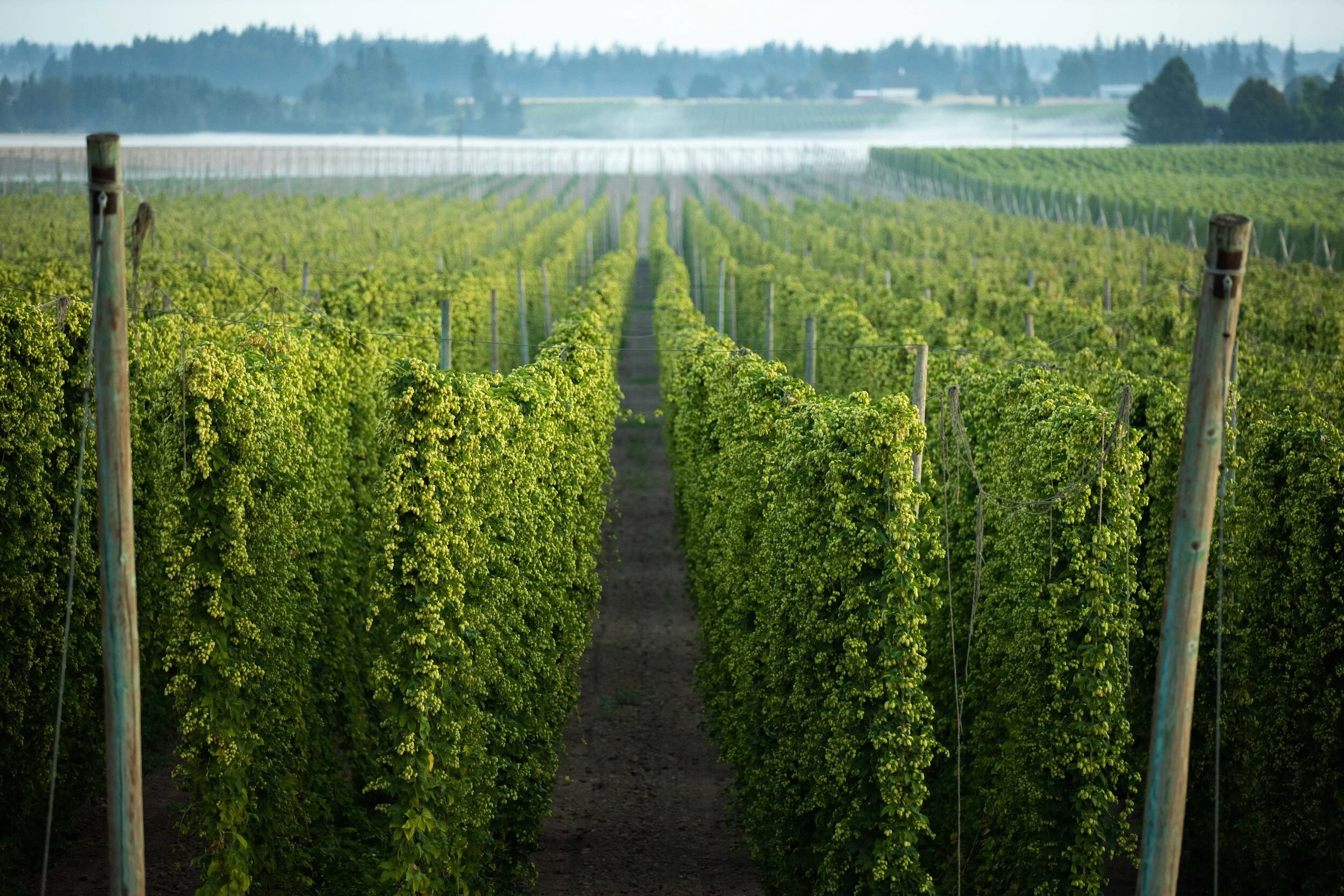 It's Labor Day. Do You Know Where Your Fresh Hops Are?