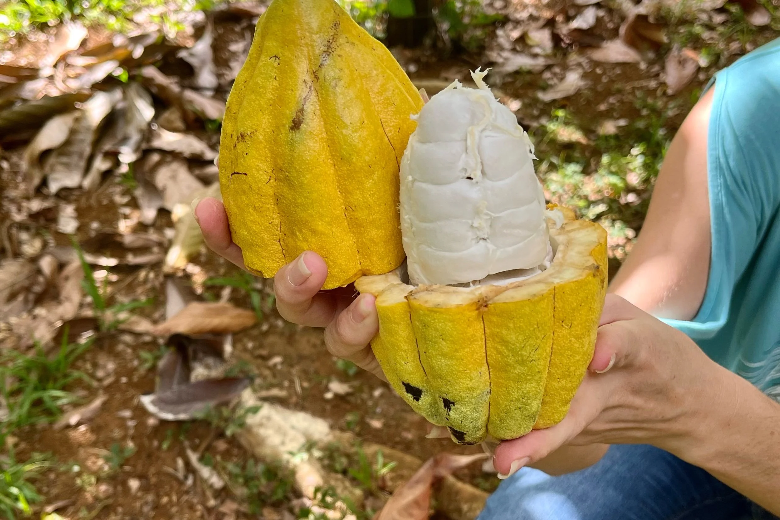Funky Fermentations: The Chocolate Edition