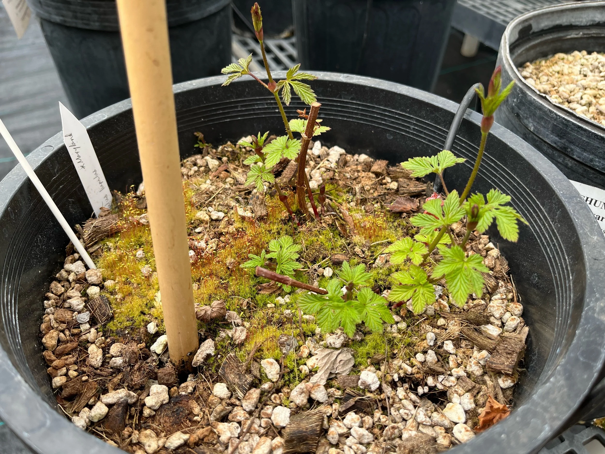 Where the Hops Are Preserved