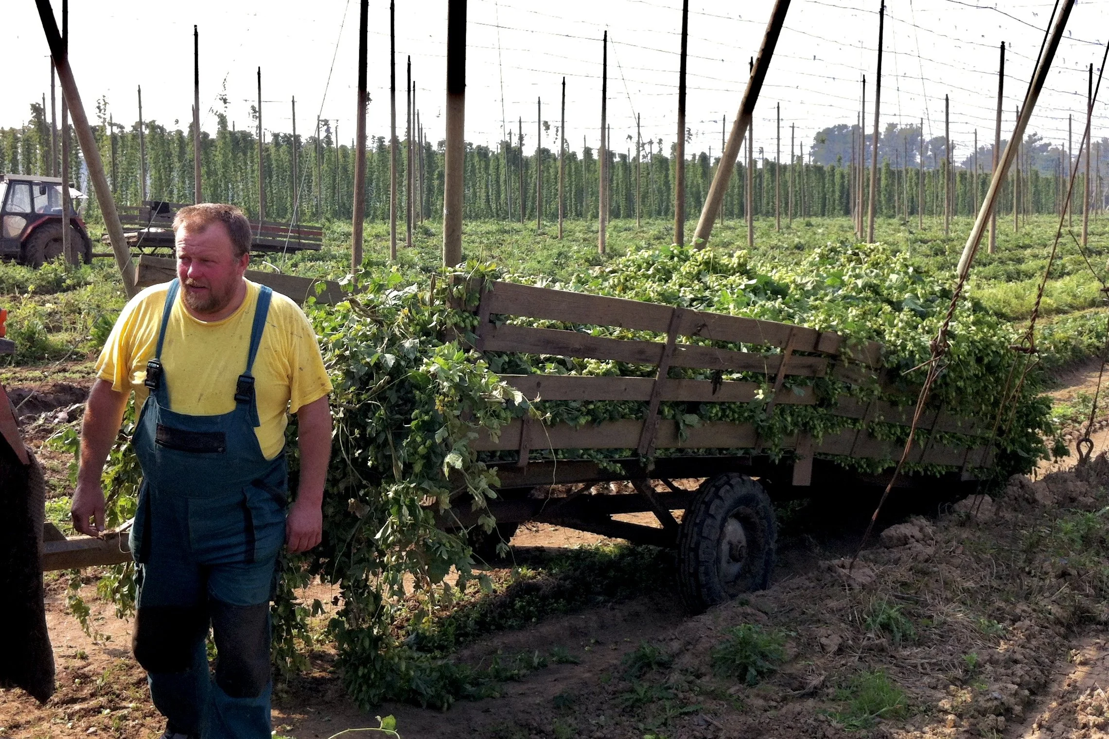 That Nobility in Hops--Lineage or Character?